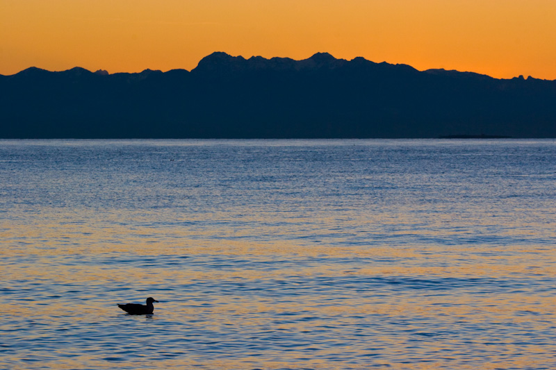 Bird Silhouette And Olympic Mountains At Sunset